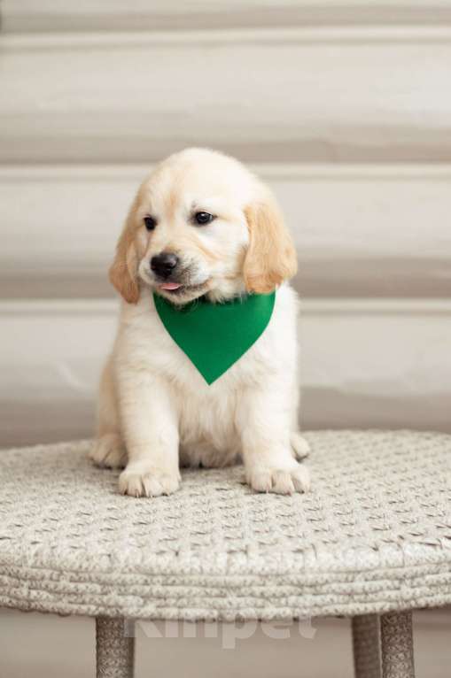 Собаки в Москве: Золотистый ретривер, щенок Девочка, 65 000 руб. - фото 7