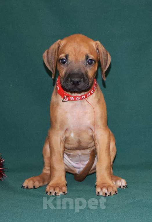 Собаки в Москве: Девочка Родезийского Риджбека для души Девочка, 60 000 руб. - фото 5