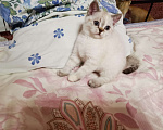 Кошки в Москве: Шотландский котёнок Девочка  Девочка, 10 000 руб. - фото 2