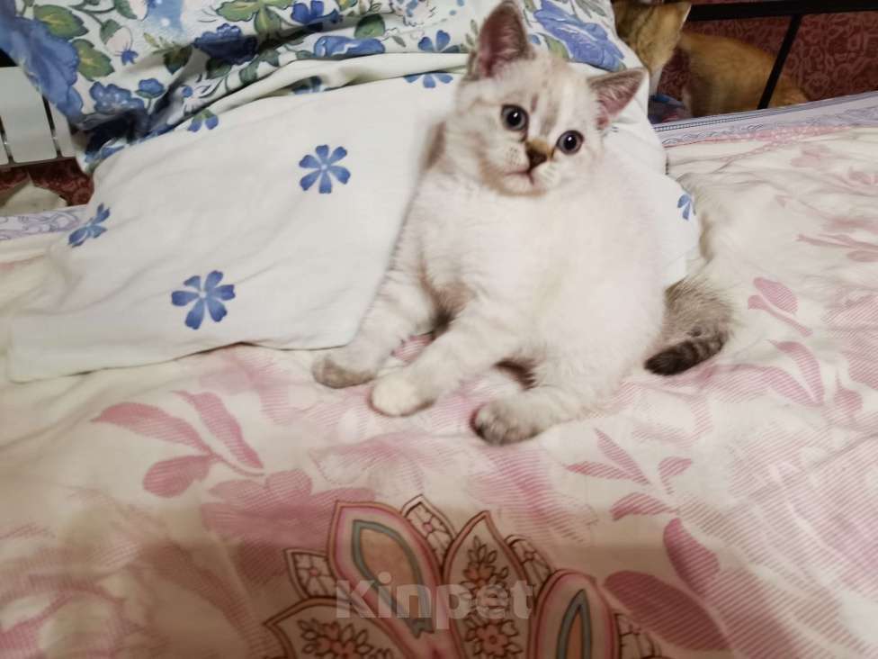 Кошки в Москве: Шотландский котёнок Девочка  Девочка, 10 000 руб. - фото 2