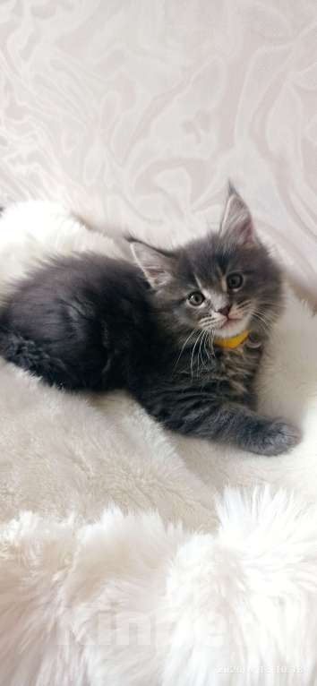 Кошки в Льгове: Котята мейн куны Мальчик, 20 000 руб. - фото 2