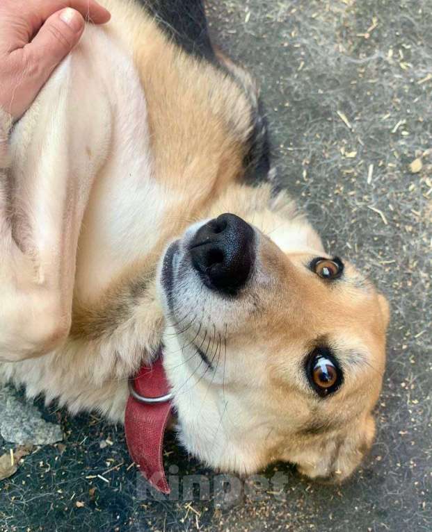 Собаки в Москве: Ладушку вернули хозяева после развода... Ей некуда идти Девочка, Бесплатно - фото 1