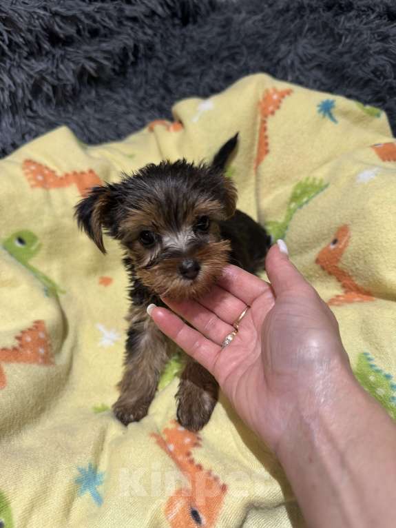 Собаки в Москве: Мини Йорки  Девочка, 18 000 руб. - фото 3