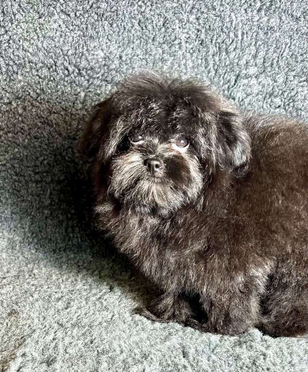 Собаки в Москве: Помапу девочка чёрная  Девочка, 50 000 руб. - фото 5