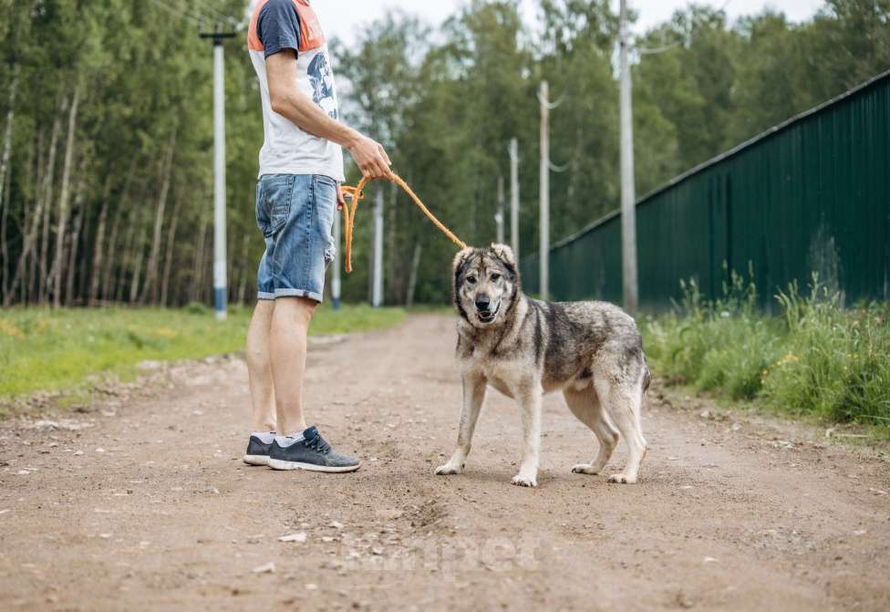 Собаки в Москве: Алтай ждёт и надеется Мальчик, Бесплатно - фото 4