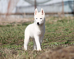 Собаки в Москве: Белый голубоглазый щенок сибирский хаски Мальчик, 50 000 руб. - фото 7