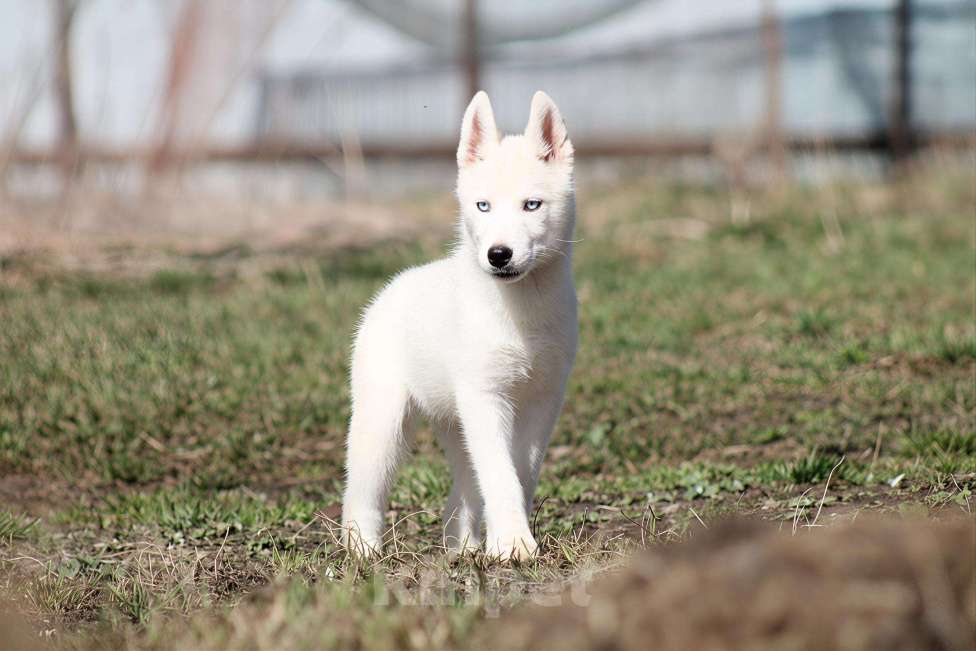 Собаки в Москве: Белый голубоглазый щенок сибирский хаски Мальчик, 50 000 руб. - фото 7