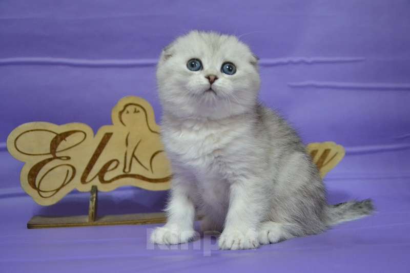 Кошки в Москве: Фолдочка серебристая Девочка, 65 000 руб. - фото 2