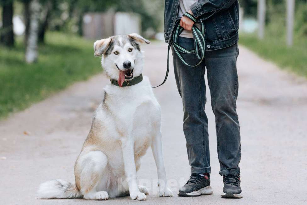 Собаки в Москве: Ярик в поисках дома Мальчик, Бесплатно - фото 1