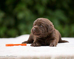 Собаки в Москве: Шоколадный щенок лабрадор, мальчик девочка, РКФ Мальчик, 60 000 руб. - фото 5