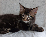 Кошки в Западном Двине: Мальчик породы Мейн кун Мальчик, 20 000 руб. - фото 6