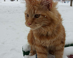 Кошки в Кулебаках: Котенок Мейн-кун, 10 000 руб. - фото 3