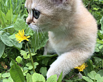 Кошки в Люберцах: Котята  британская шиншилла Девочка, 10 000 руб. - фото 1