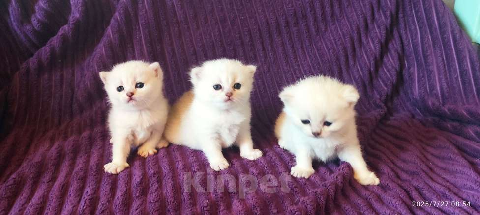 Кошки в Москве: Девочка снежинка Девочка, 18 000 руб. - фото 3