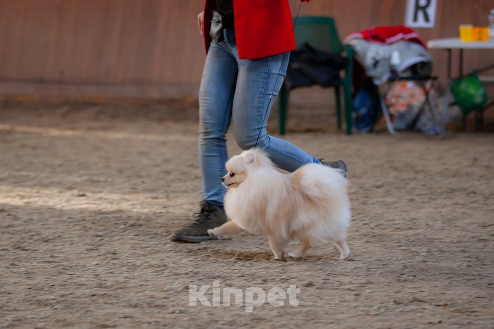 Собаки в Челябинске: Вязка  Мальчик, 1 руб. - фото 4
