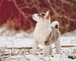 Собаки в Лосином-Петровском: Любава якутенок в добрые руки Девочка, Бесплатно - фото 4
