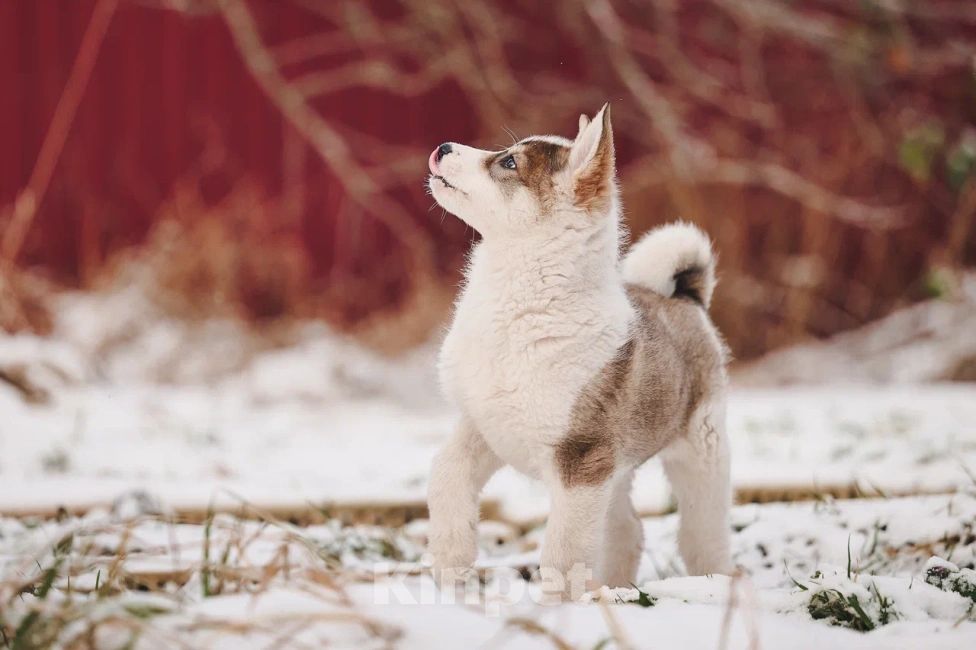 Собаки в Лосином-Петровском: Любава якутенок в добрые руки Девочка, Бесплатно - фото 4