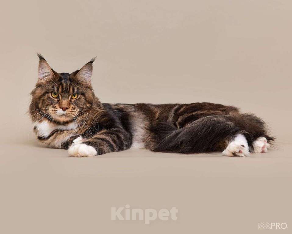 Кошки в Новосибирске: Мейкун приглашает на вязку Мальчик, 20 000 руб. - фото 3