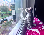 Кошки в Москве: Котенок в добрые руки Мальчик, Бесплатно - фото 7