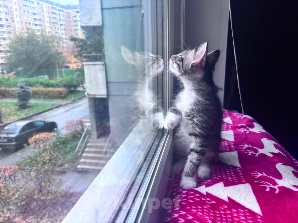 Кошки в Москве: Котенок в добрые руки Мальчик, Бесплатно - фото 7
