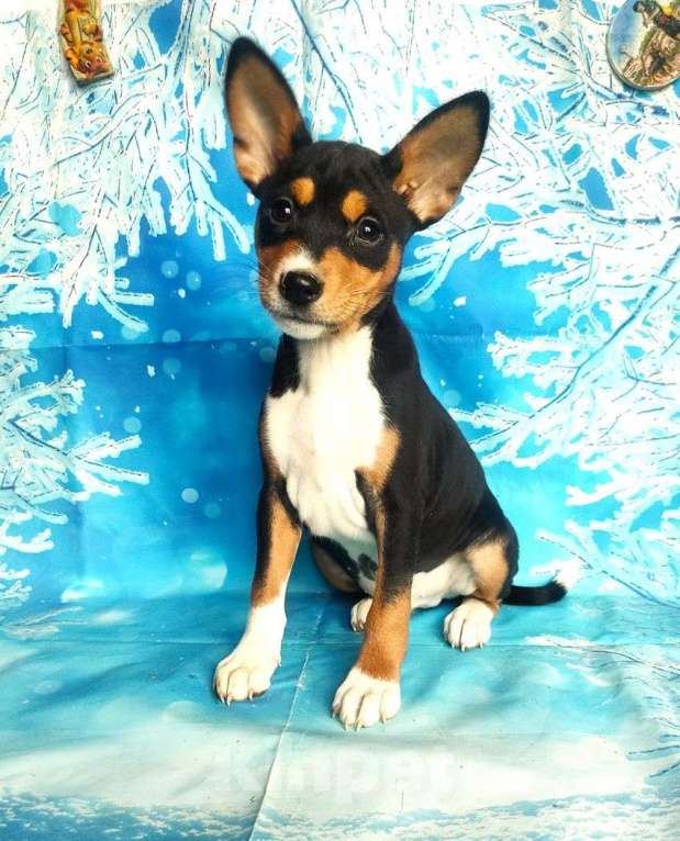 Собаки в Красноармейске: Щенки басенджи  Мальчик, 40 000 руб. - фото 7