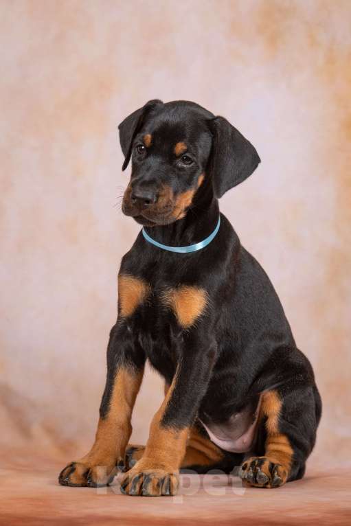 Собаки в Москве: Щенок добермана Девочка, 100 000 руб. - фото 6