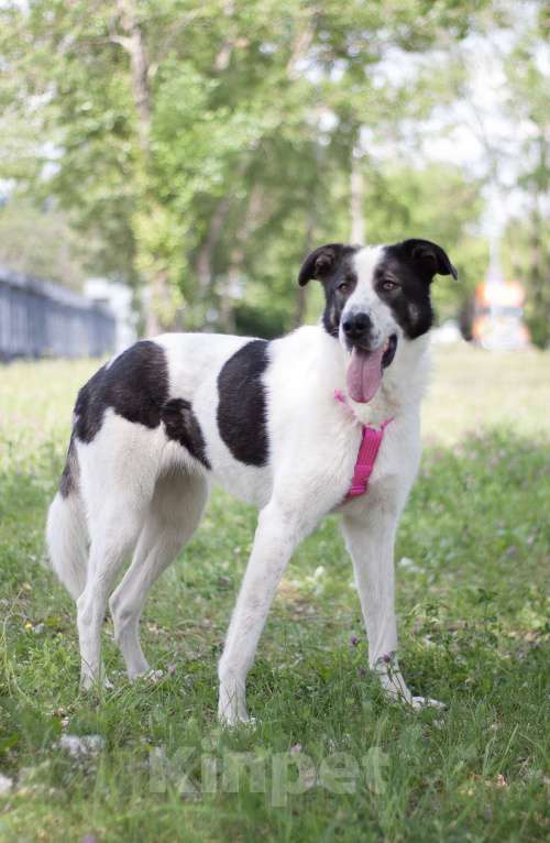 Собаки в Москве: Ласковая собака Бонита в добрые руки Девочка, Бесплатно - фото 4