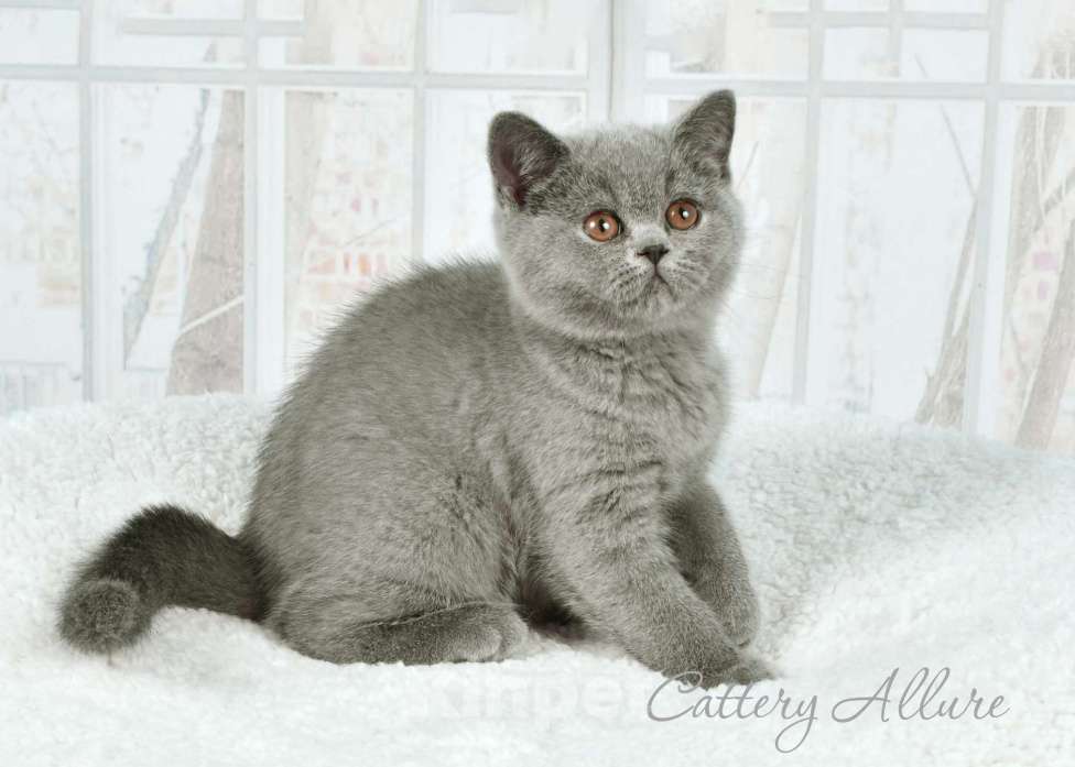 Кошки в Санкт-Петербурге: Британские голубые котята Девочка, 35 000 руб. - фото 1