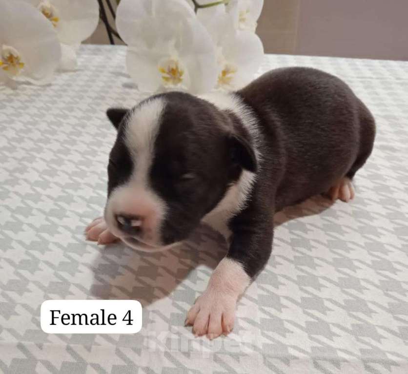 Собаки в Краснодаре: Щенки амстаффа документы РКФ Девочка, 50 000 руб. - фото 8