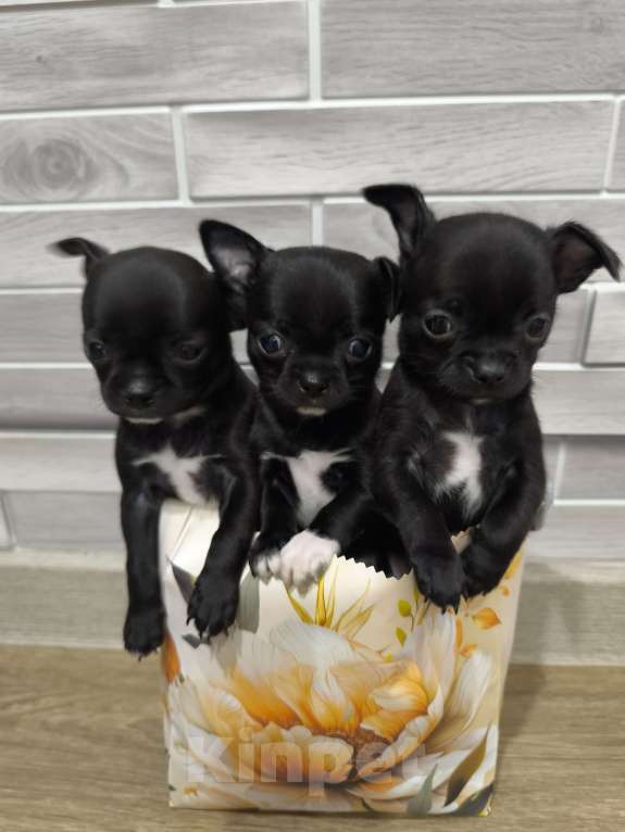 Собаки в Воронеже: Мальчишки и девчонки Мальчик, 20 000 руб. - фото 4