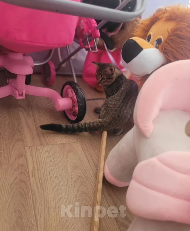 Кошки в других городах Московской области: Котёнок в добрые руки❤️ Мальчик, Бесплатно - фото 2