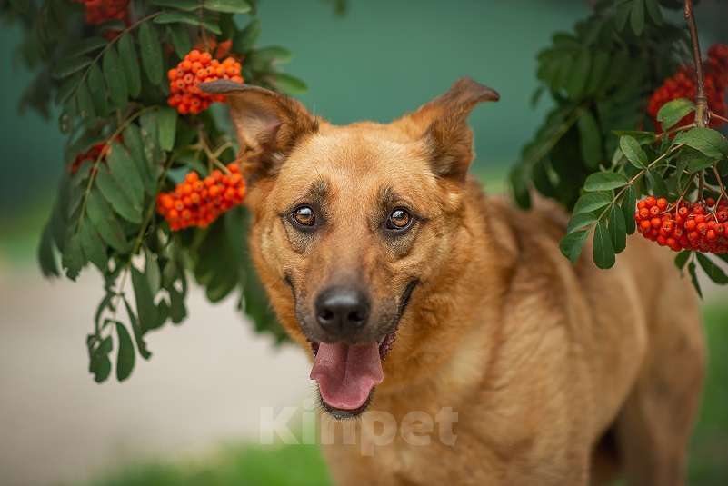 Собаки в Москве: Киоки Мальчик, Бесплатно - фото 2