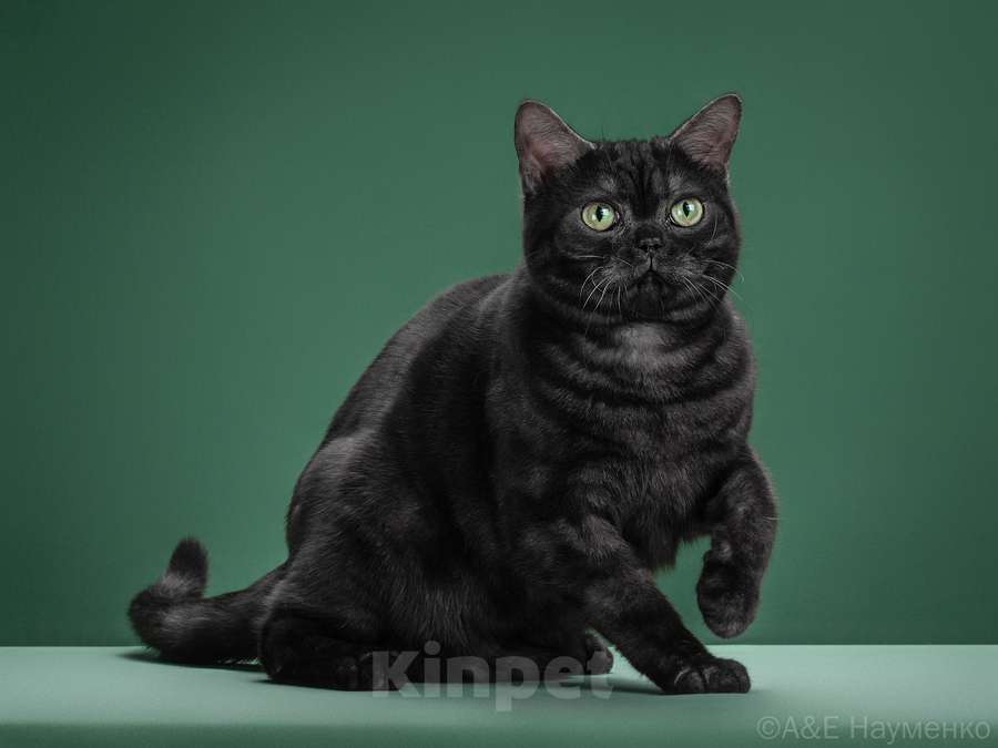 Кошки в Ликино-Дулево: Американская короткошерстная Мальчик, Бесплатно - фото 6