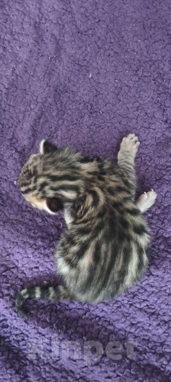 Кошки в Самаре: Чистокровные бенгалы Девочка, 25 000 руб. - фото 3