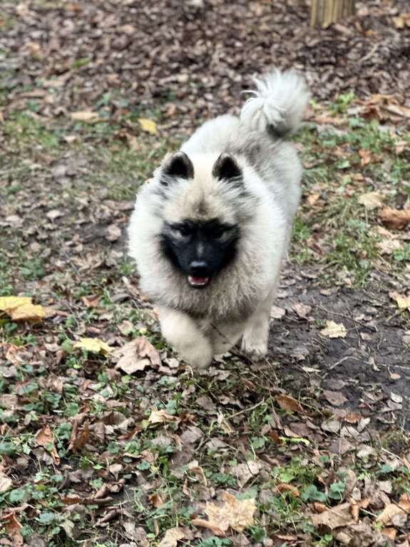 Собаки в Москве: Джоув Божественный Из Воронцовского Дворца  Мальчик, 50 000 руб. - фото 8