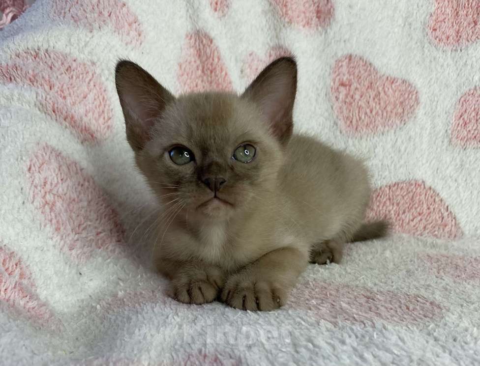 Кошки в Дмитрове: Шоколадный бурманский мальчик Baks Мальчик, 40 000 руб. - фото 4