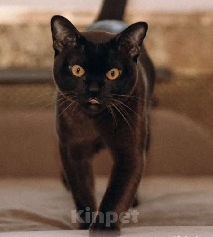 Кошки в Москве: КОТЕНОК ЕВРОПЕЙСКОЙ БУРМЫ Мальчик, 80 000 руб. - фото 3