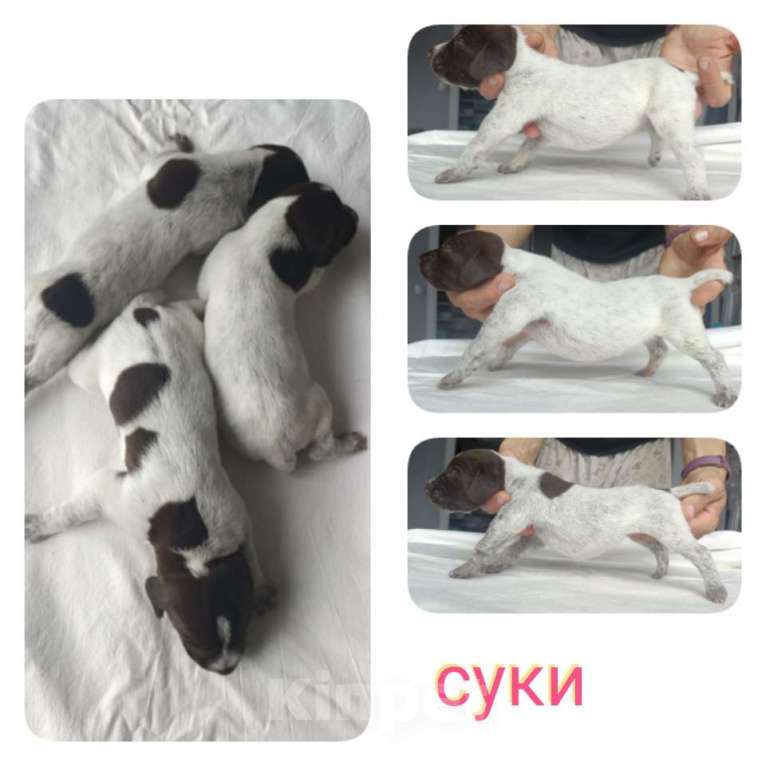 Собаки в Балашихе: Суки Девочка, 60 000 руб. - фото 1