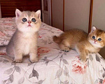 Кошки в Тольятти: Золотая шиншилла Мальчик, Бесплатно - фото 1