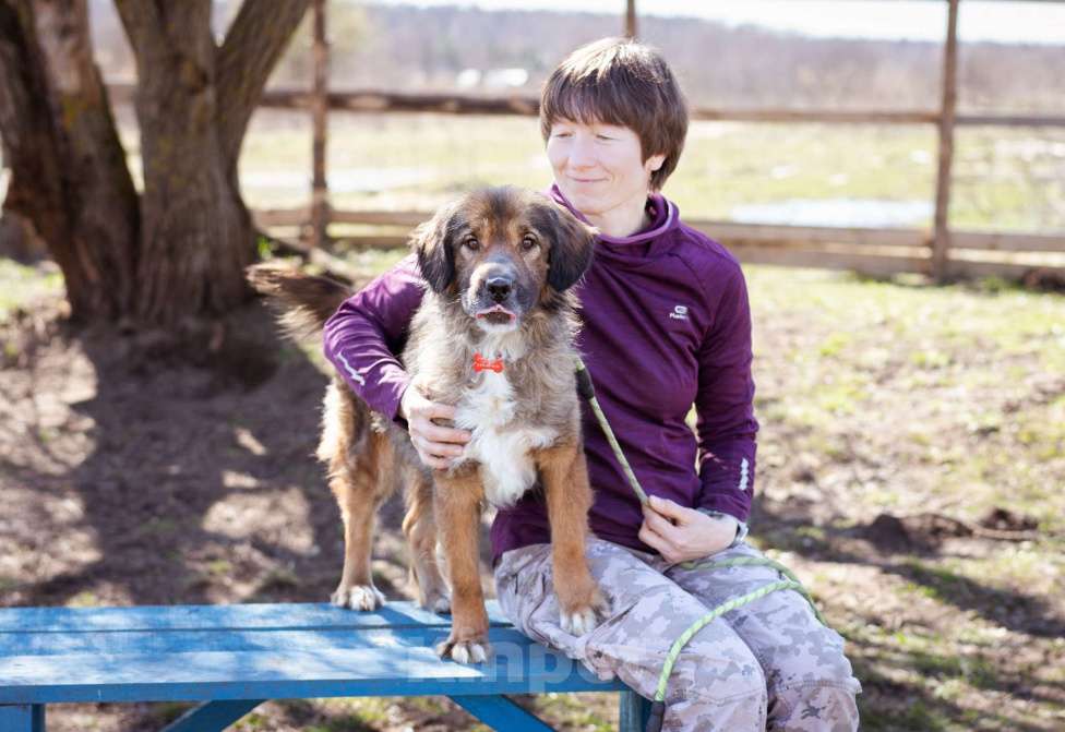 Собаки в Москве: Девочка в добрые руки Девочка, Бесплатно - фото 2