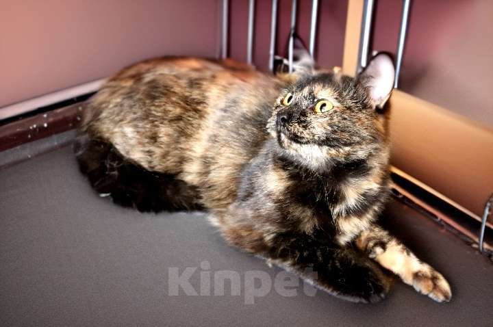 Кошки в Санкт-Петербурге: Кошечка Арина Девочка, 100 руб. - фото 4