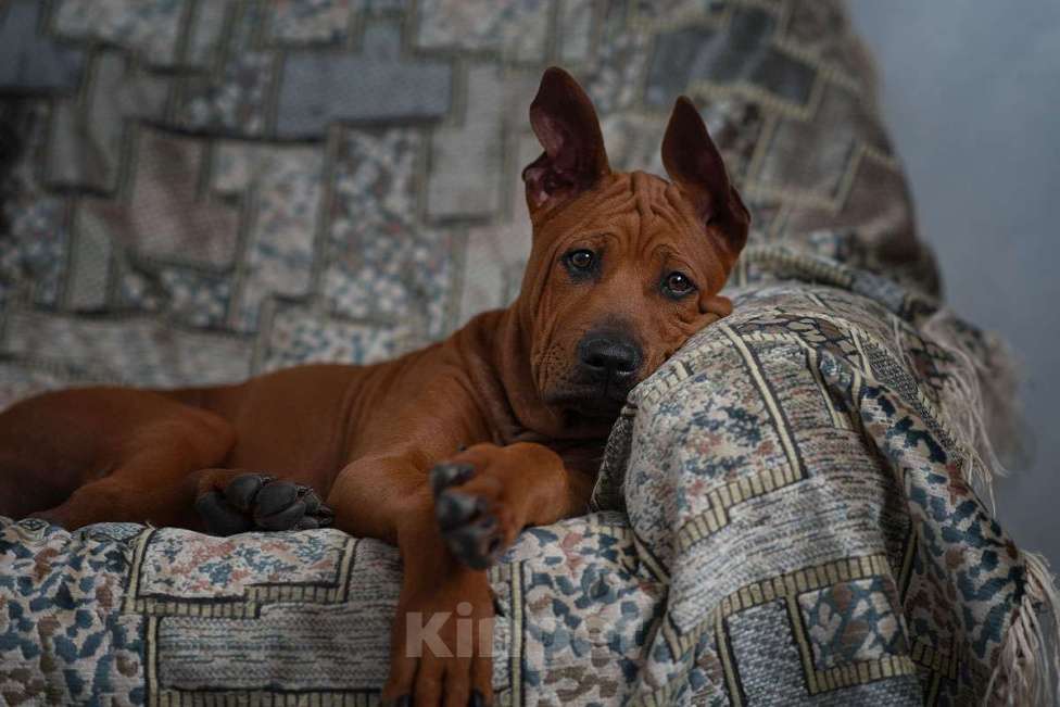 Собаки в Перми: Особенный щенок тайского риджбека Мальчик, 5 000 руб. - фото 2