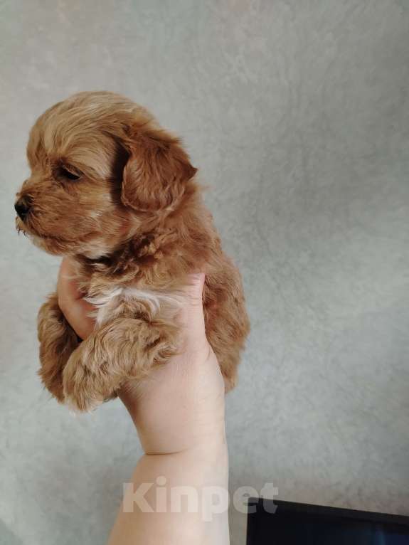 Собаки в Москве: Мальчик мальтипу ф1 Мальчик, 50 000 руб. - фото 2