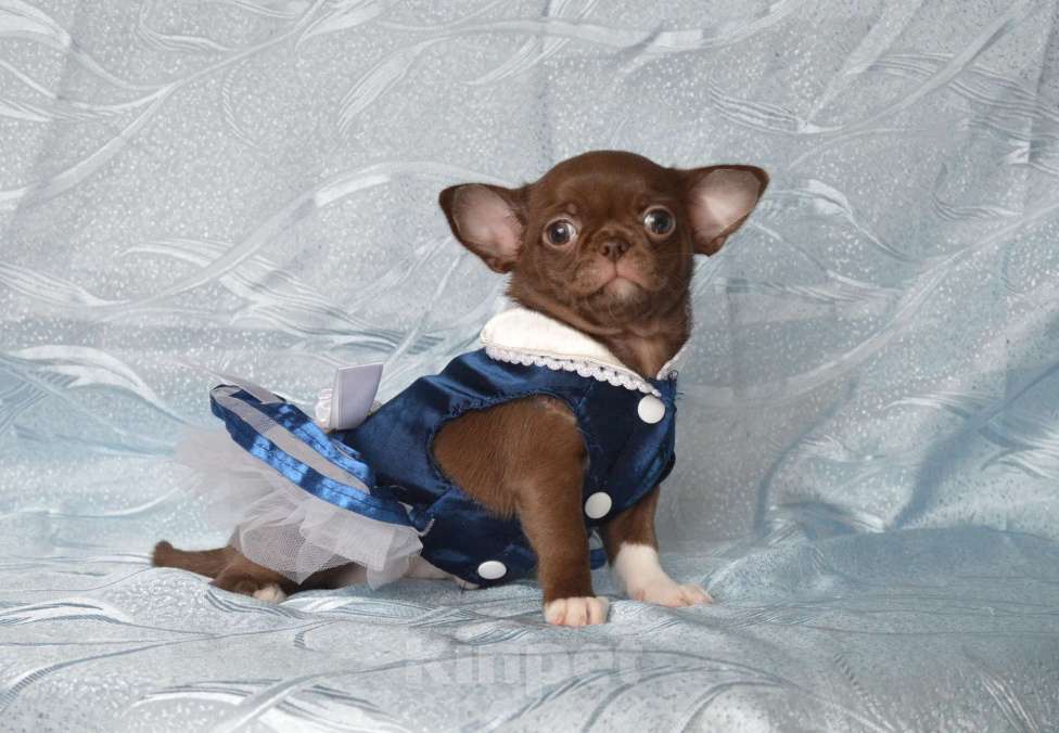 Собаки в Москве: шоколадная девочка чихуа-хуа Девочка, Бесплатно - фото 3