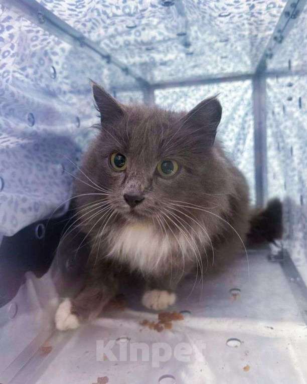 Кошки в Москве: Пушистая кошечка, метис нибелунга, ищет свою семью! Девочка, Бесплатно - фото 2