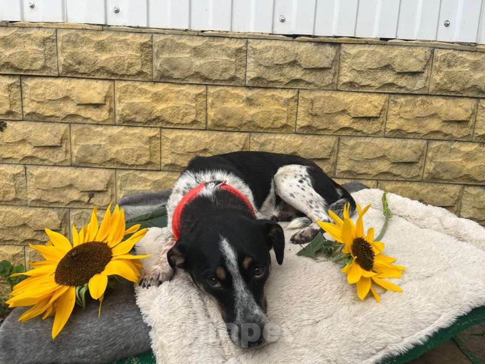 Собаки в Санкт-Петербурге: Ищет дом метис таксы с красивым окрасом Девочка, Бесплатно - фото 5