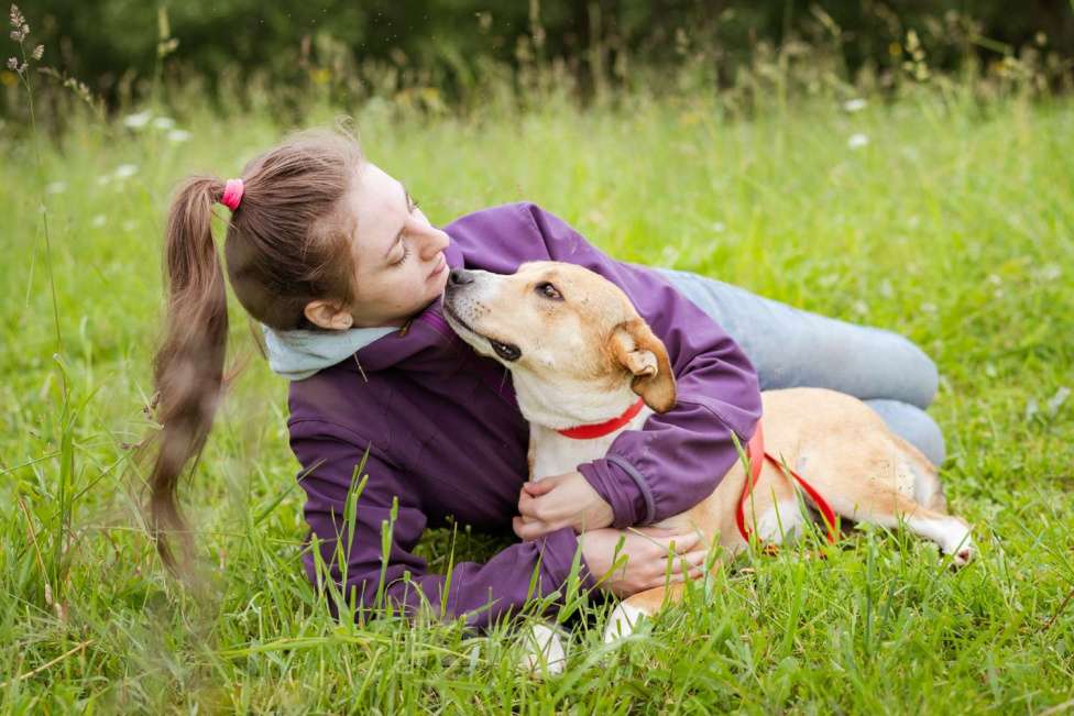 Собаки в Москве: Небольшой, домашний пёсик в писках своей семьи Мальчик, Бесплатно - фото 8