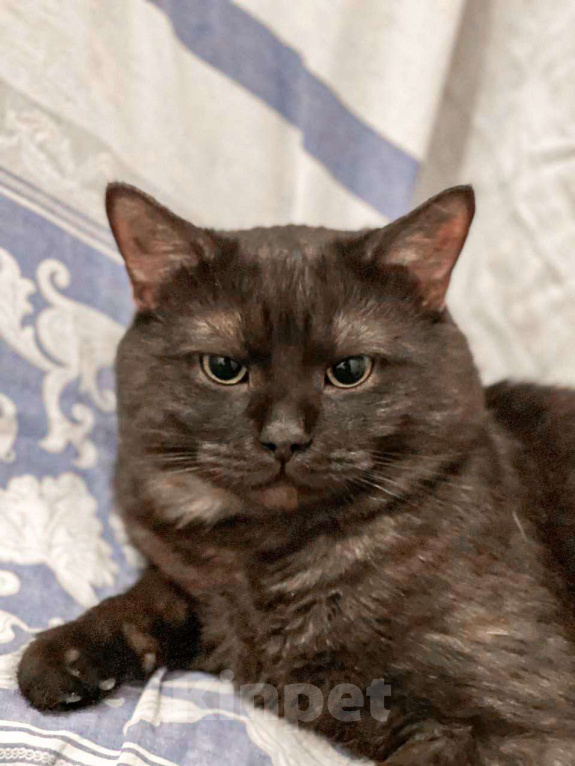 Кошки в Москве: Ласковый дымчатый ангел Тони Мальчик, Бесплатно - фото 5