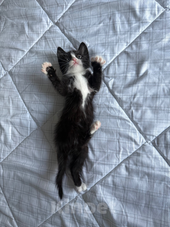 Кошки в Москве: Котенок в добрые руки Мальчик, Бесплатно - фото 6