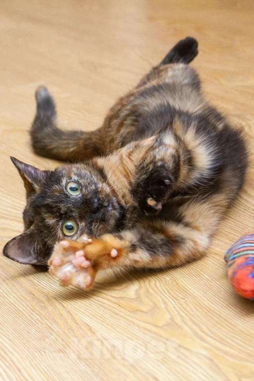 Кошки в Люберцах: Эксклюзивная милота - Пятнашка Девочка, Бесплатно - фото 10